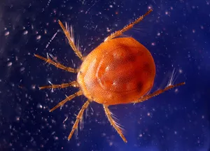Close Up Mite Microscopic View Wallpaper