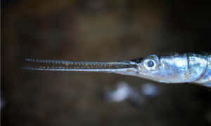 Close Up Needlefish Profile Wallpaper