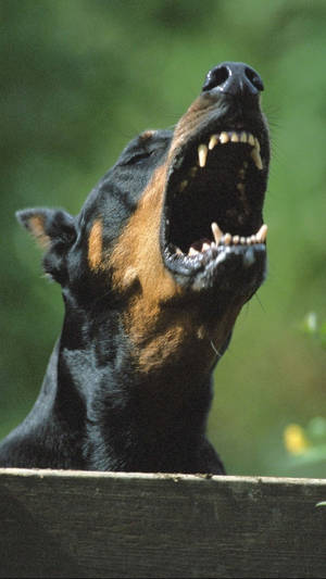 Close-up Of A Barking Doberman Pinscher Wallpaper