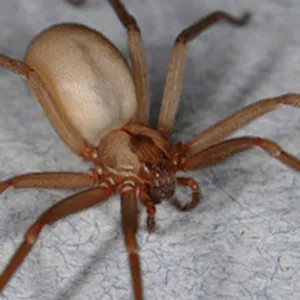 Close-up Of A Brown Recluse Spider Wallpaper