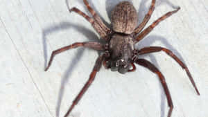 Close-up Of A Brown Recluse Spider In Its Natural Habitat Wallpaper