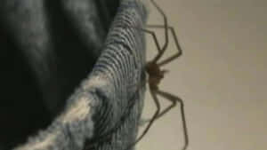 Close-up Of A Brown Recluse Spider On A Leaf Wallpaper