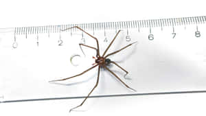 Close-up Of A Brown Recluse Spider On A Leaf Wallpaper