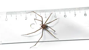 Close-up Of A Brown Recluse Spider On A Leaf Wallpaper
