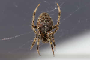 Close-up Of A Brown Recluse Spider On A Web Wallpaper