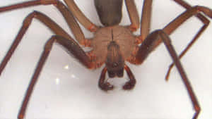 Close-up Of A Brown Recluse Spider On A Web Wallpaper