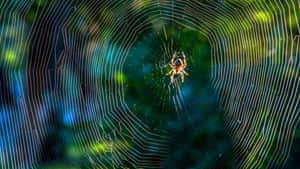 Close-up Of A Brown Recluse Spider On A Web Wallpaper