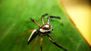 Close-up Of A Brown Recluse Spider On A Wooden Surface Wallpaper