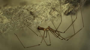 Close-up Of A Brown Recluse Spider On Web Wallpaper