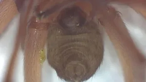 Close-up Of A Brown Recluse Spider Resting On A Web Wallpaper