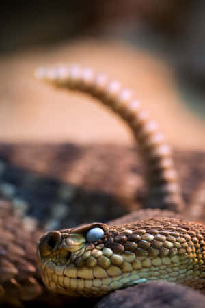 Close-up Of A Brown Snake Camouflaged In Nature Wallpaper