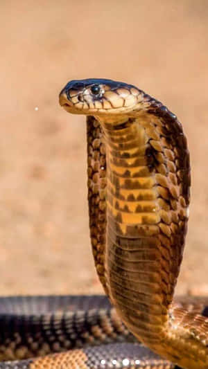 Close-up Of A Brown Snake In Its Natural Habitat Wallpaper