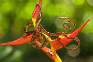 Close-up Of A Brown Snake In Its Natural Habitat Wallpaper