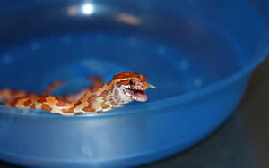 Close-up Of A Brown Snake In The Wild Wallpaper