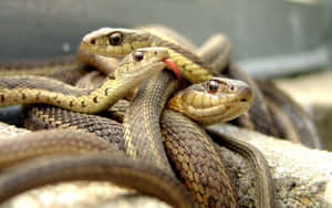 Close-up Of A Brown Snake On A Natural Background Wallpaper