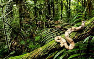 Close-up Of A Curled Brown Snake Wallpaper