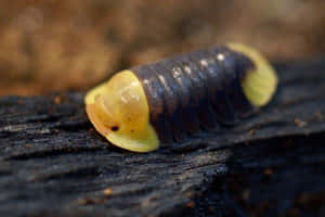 Close-up Of A Giant Isopod In Its Natural Habitat Wallpaper