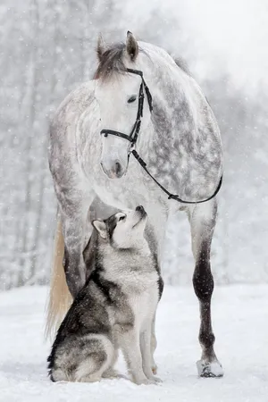 Close-up Of A Horse And Dog Showing Affection Wallpaper