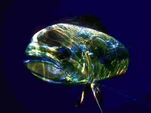 Close-up Of A Majestic Mahi Mahi Fish Wallpaper