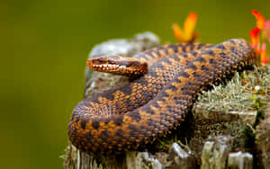 Close-up Of A Stunning Brown Snake In Its Natural Environment Wallpaper