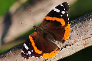 Close-up Of A Stunning Red Admiral Butterfly Wallpaper