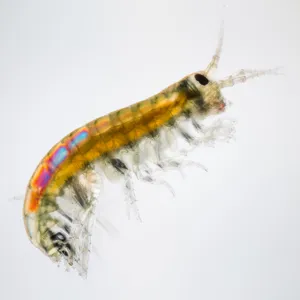 Close-up Of A Vibrant Amphipod In Its Natural Habitat Wallpaper
