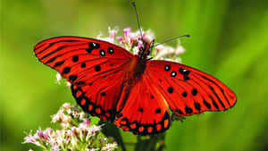 Close-up Of A Vibrant Butterfly Wallpaper