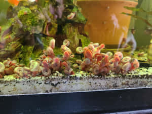 Close-up Of A Vibrant Pink Snail Crawling Along Wallpaper