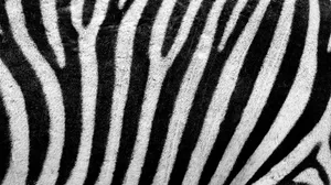 Close Up Of A Vibrant Purple Flower Wallpaper