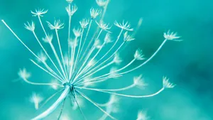 Close-up Of A Well-manicured Lawn Wallpaper