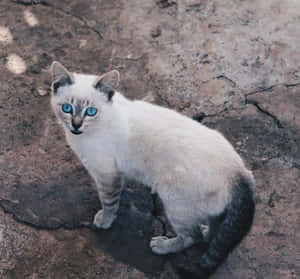 Close-up Of An Ojos Azules Cat With Captivating Blue Eyes Wallpaper