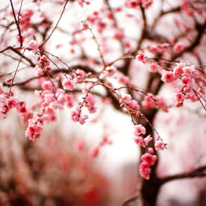 Close-up Of Cherry Blossom Flowers Spring Ipad Wallpaper