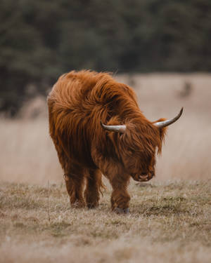 Close-up Of Cute Cow On Grass Wallpaper