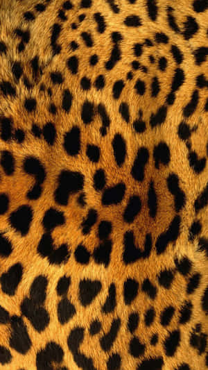 Close Up Of Fashionable Leopard Pattern Wallpaper Wallpaper