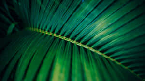 Close Up Of Palm Leaf Wallpaper
