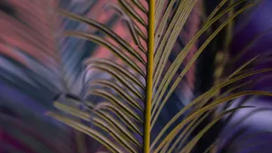 Close Up Of Palm Leaf Wallpaper