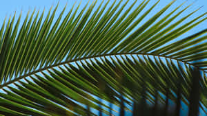 Close Up Of Palm Leaf Wallpaper