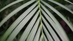 Close Up Of Palm Leaf Wallpaper