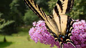 Close Up Of The Vibrant Blooms Of A Butterfly Bush Wallpaper