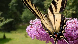Close Up Of The Vibrant Blooms Of A Butterfly Bush Wallpaper
