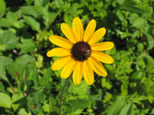 Close Up Of Vibrant Black Eyed Susan Wallpaper