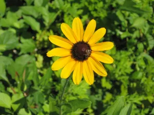 Close Up Of Vibrant Black Eyed Susan Wallpaper