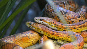 Close-up Of Yellow Snake On Dark Background Wallpaper