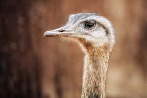 Close Up Ostrich Head Portrait Wallpaper