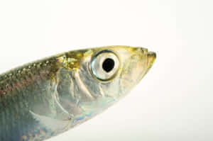 Close Up Pacific Herring Headshot Wallpaper