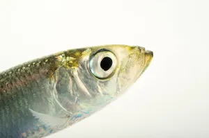 Close Up Pacific Herring Headshot Wallpaper