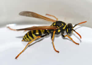 Close Up Paper Wasp Wallpaper