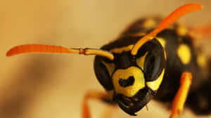 Close Up Paper Wasp Face Wallpaper