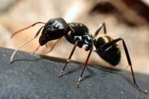 Close Up Pavement Ant Wallpaper