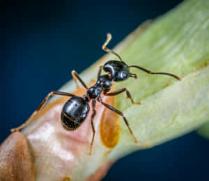 Close Up Pavement Ant Wallpaper